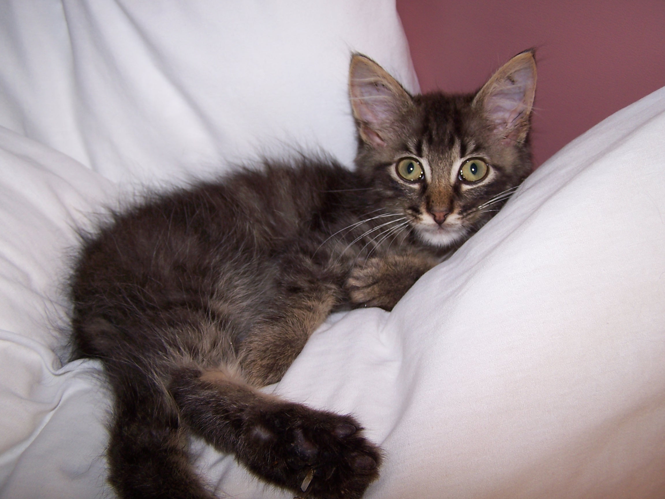 Tony In Pillow